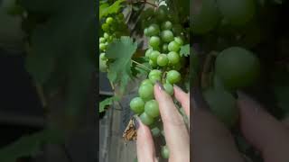 Wow grape shortvideos trending viral [upl. by Rodolfo315]