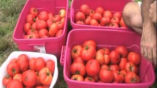 Rutgers Heirloom Tomatoes  The First 100 Pounds [upl. by Yelkcub]