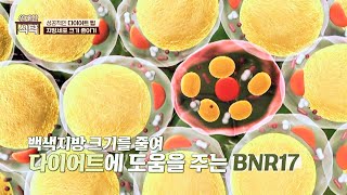 BNR17 체내 지방의 크기를 줄여 다이어트요요 방지까지  위대한 식탁 94회  JTBC 231104 방송 [upl. by Ahsieyn373]