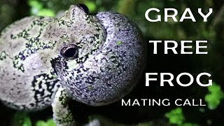 Awesome Gray Tree Frog mating call video [upl. by Aibsel]