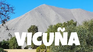 VICUÑA CHILE IV REGION [upl. by Sairacaz]