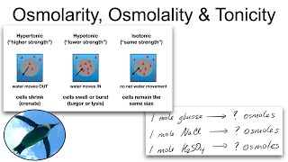 Chemistry Basics Osmolarity Osmolality and Tonicity [upl. by Airotal]