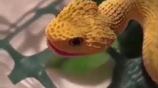 Baby atheris hispida makes squeak [upl. by Nolyaw980]