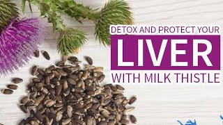 Detox your LIVER  Silymarine amazing benefits  Liver Health [upl. by Iilek]