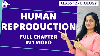 Human Reproduction Class 12  NCERT Chapter 3 One Shot  CBSE NEET [upl. by Bibbye]