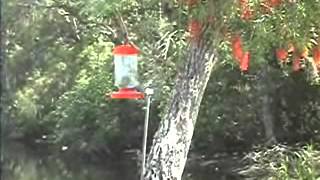 Hummingbirds mating [upl. by Navac]