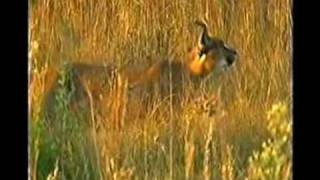 Caracal Bird Catch Videoflv [upl. by Kylila]