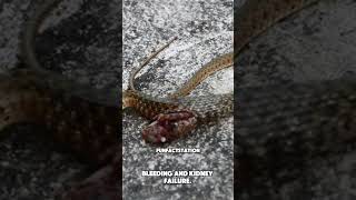 Scary Facts About Venomous Snakes [upl. by Mide]