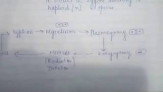 CHAP 203 KINGDOM FUNGI CLASS11 BIOLOGY [upl. by Victoria191]