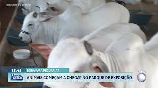 ANIMAIS PECÚARIA GOIÂNIA  BORA PRA PECUÁRIA [upl. by Harding388]