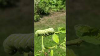 How To Spot And Stop Hornworms In Your Garden farmlife garden growyourownfood diy homestead [upl. by Leiuqeze]