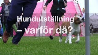 Hundutställning – varför då [upl. by Spense523]