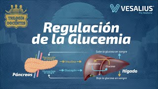 REGULACIÓN DE LA GLUCEMIA [upl. by Juster]