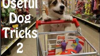 Useful Dog Tricks 2 performed by Jesse the Jack Russell Terrier [upl. by Balac]