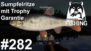 Sumpfelritze mit Trophy Garantie 🎣🐋  Russian Fishing 4 282  Deutsch  UwF [upl. by Jenn]