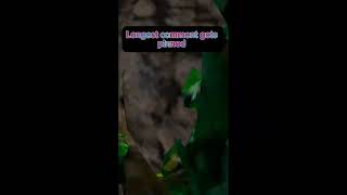 Longest comment gets pinned gorillatag subscribe funny viral vr gtag vr shorts hi  gtag r [upl. by Tildy]