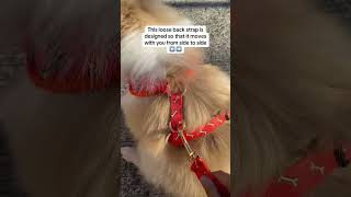 The most UNIQUE feature in our dog harness [upl. by Htide]