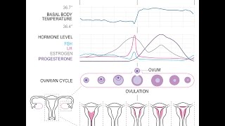 CALCUL OVULATION GROSSESSE [upl. by Alian]