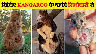 कंगारुओं के खानदान की पूरी कहानी  Marsupials  Amazing Facts about Marsupials [upl. by Aivitnahs]