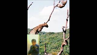 Jaguar Catching Sloth 🦥🦥reaction ytshort viral jaguar sloth [upl. by Yerag]