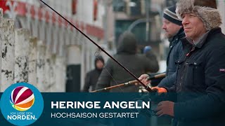 Heringe angeln in Kappeln Hochsaison an der Kaimauer [upl. by Thurber169]