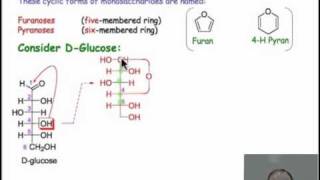 Monosaccharide Chemistry and Cyclic Sugars [upl. by Ham]