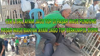 CEK DAN SPIL AYAM JAGO TOP MARKOTOP DI PASAR WAGE PUNDONG‼️ PASAR WAGE PUNDONG PENUH PENGHOBI AYAM‼️ [upl. by Eugenia]