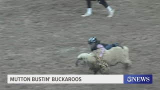 Rodeo pros and mutton bustin buckaroos out at Buc Days [upl. by Anelet828]