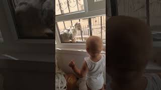 Ne varmış orda 🐈❤️ love cute trending baby kedisesi kediaski cat shorts funny [upl. by Ruenhs449]