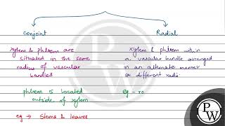 Read the following statements about the vascular bundles A In roots xylem and phloem in a vas [upl. by Ahsikahs]