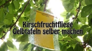 Gelbtafeln gegen Kirschfruchtfliegen selber machen [upl. by Eneja292]