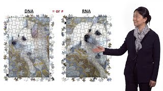 Vivian Cheung U Michigan  HHMI 2 It’s in our RNA A study of the RNADNA differences [upl. by Hamrah]