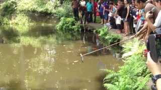 World Largest Freshwater Skip Fish Arapaima Feeding Time in Singapore Zoo [upl. by Straub]