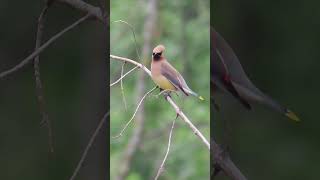 Cedar Waxwing bird [upl. by Valerio]