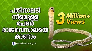 Vava Suresh Captures A large King Cobra  SNAKE MASTER [upl. by Anpas363]