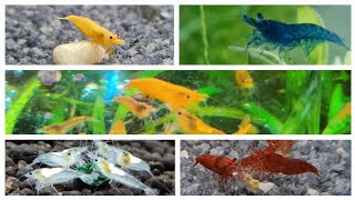 Can You Mix Different Color Shrimp Can you keep different color Neocaridina shrimp together [upl. by Hcib]