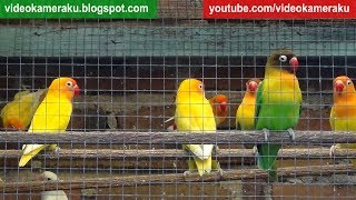 1 Hour Lovebird Sounds Aviary Series V5  High Quality Audio Live Recording [upl. by Bahe915]