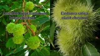 quotChestnutquot sidebyside comparison  Horse and Sweet [upl. by Stead]