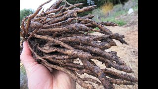 Skirret dividing and replanting [upl. by Anis]