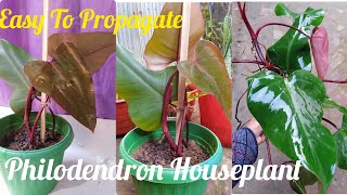 How To Propagate Philodendron From Cutting At Home । Houseplants tapasid442 [upl. by Leventis]