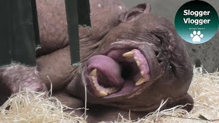 Jambo The Hairless Chimpanzee Is Getting Ready To Go To Sleep [upl. by Codding]