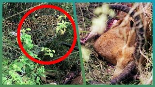 Leopard Kill Right Next To Campsite  Kenya Expedition  Earth Unplugged [upl. by Uol627]