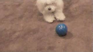 Talking Babble Ball Dog Toy [upl. by Neltiac]