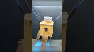 Tiny Rodents Outsmart Floating Puzzle Box [upl. by Lubbi]