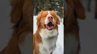 A smiley happy dog 😝 dog dogsofyoutube happydog smile dogsmile happiness toller puppy [upl. by Aldwin771]