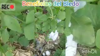 Beneficios de la planta Bledo  Amaranthus viridis  Oxígenante para el cerebro [upl. by Ayikur]