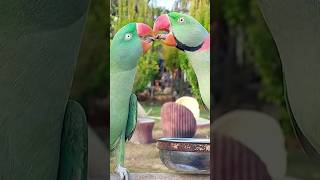 Alexandrine Parrots Kissing and Dancing cute alexandrine dance [upl. by Leagiba]