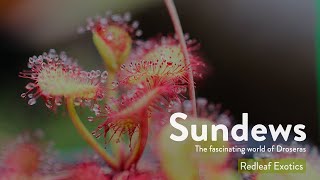 Sundews  The Sticky and Carnivorous World of Droseras [upl. by Bernie]