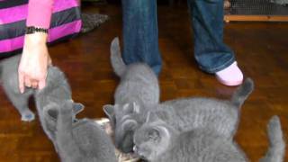 12 week old kittens enjoying their dinner [upl. by Nosidda]