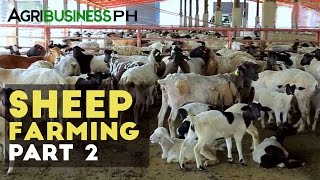 Sheep breeding  Sheep farming part 2 Agribusiness [upl. by Desireah]